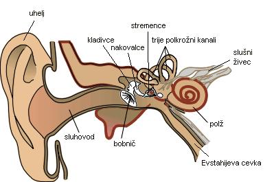 dušijo); evstahijeva cev povezuje uho z žrelom (iznačevanje pritiska) -notranje (votlina + 4 kanali: polž (2.
