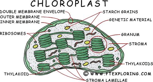 KLOROPLAST plastidi, kjer poteka fotosinteza 2 membrani (notranja nagubana v tilakoide -> grana)