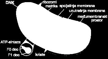 .) vloga: celično dihanje, pri katerem nastaja ATP 2r = 2-8μm RIBOSOM zgradba: RNK (40%) in