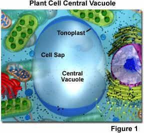 membrana = tonoplast vloga: stalno ali začasno odlaganje snovi (odpadne snovi in sekundarni metaboliti (eterična olja, barvila, strupene snovi,.