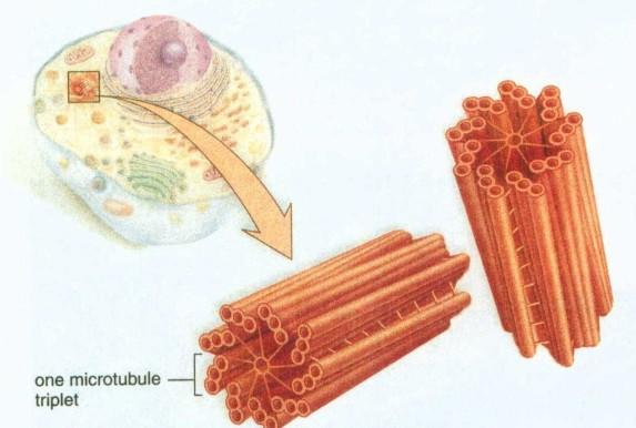 sekundarni lizosom 1r = 0,2 0,5 μm NITASTE STRUKTURE -BIČKI IN MIGETALKE 9x2 + 2 mikrotubula v citoplazmo so zasidrani z bazalnim telesom -CENTRIOL le za živalsko celico 2 v bližini jedra vloga: