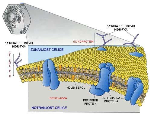 beljakovinskih molekul»plavajo«v lipidih model tekočega mozaika CELIČNA STENA rastlinske, glivne in bakterijske celice vloga: ščiti protoplast, mu daje