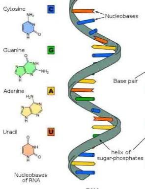celice, se DNK podvoji 1. vezi se prekinjajo -> veriga se razpira 2.