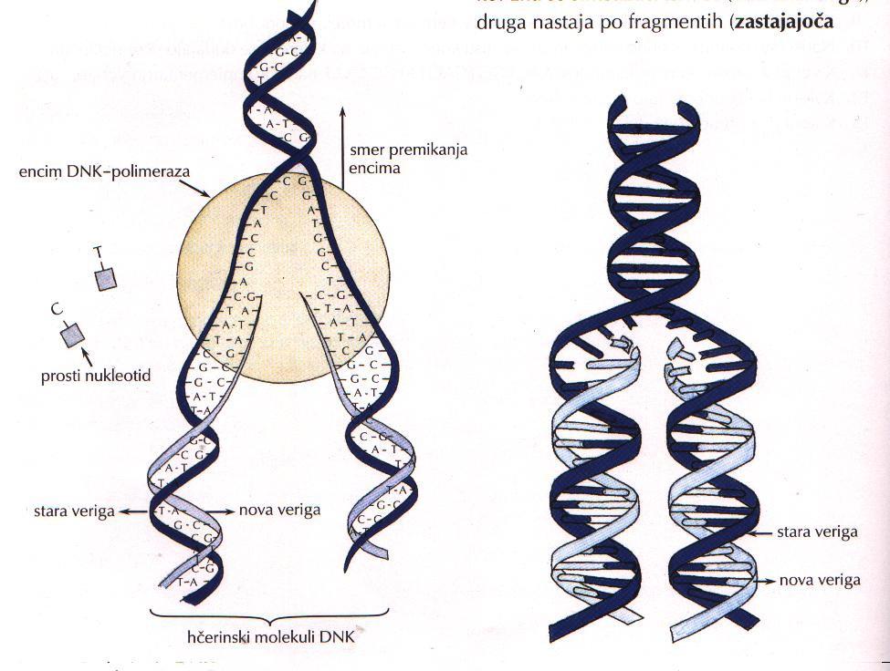 potrebna je energija novi verigi ne nastajata popolnoma enako: -ena veriga je vodilna veriga -druga veriga nastaja po fragmentih(delčkih) - ki jih poveže encim ligaza encimi: -topoizomeraza (odvije