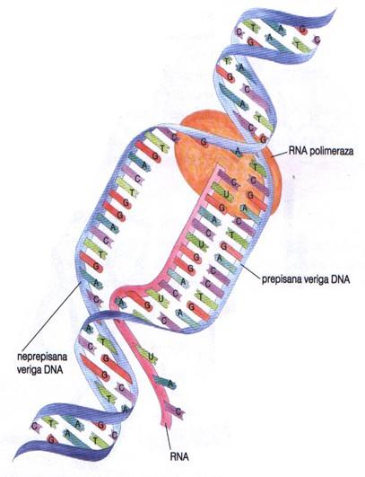 gen= zaporedje kodogenov (zapis za eno beljakovino) genom = vsi geni v celici PREPISOVANJE/TRANSKRIPCIJA = nastajanje mrnk - veriga DNK se razpre, na prosta mesta na bazah se začnejo vezati