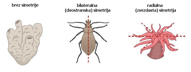 okolje določa katera lastnost je prednost in katera ne!