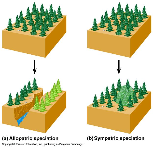 speciacija - nastajanje vrst *geografska osamitev: fizična pregrada (avtocesta, lava,..) *ekološka osamitev: preoploditvene pregrade - velikost, čas dozorevanja, prostorska ločitev,.. (čivava doga,.