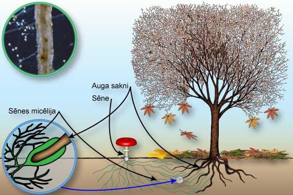 pomožni koreninski sistem za rastline -lišaji