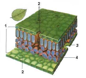 5. RASTLINE kopenski večcelični evkariontski organizmi, ki vršijo fotosintezo izvor: iz zelenih alg (enaka bi-ke sestavo) kloroplasti, cel.