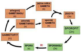 (nespolna) > diploidna (spolna) > haploidna (nespolna) > sporangij strukture na sporofitu, kjer nastajajo spore mahovi: -na vlažnih prostorih (zelo razvita tkiva, za razmnoževanje)