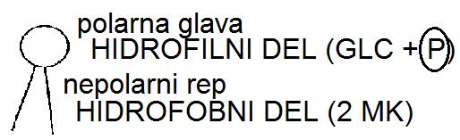vez med dvema sladkorjema je glikozidna GLIKOKEMIČNI INDEKS (GI) -živila z visokim GI: predvsem mono in disaharidi; krvni sladkor hitro naraste, hiter občutek lakote (čokolada, gosti sok, sadje,.