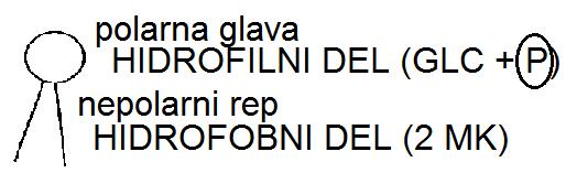 vez med dvema sladkorjema je glikozidna GLIKOKEMIČNI INDEKS (GI) -živila z visokim GI: predvsem mono in disaharidi; krvni sladkor hitro naraste, hiter občutek lakote (čokolada, gosti sok, sadje,.