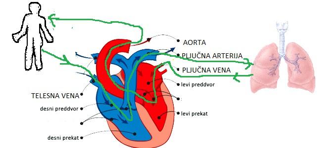 limfa (medceličnina): -oskrba celic -drenaža (odvajanje v veno) Limfa je razredčena krvna plazma z levkociti (ne gre vse ven) SRCE velikost kot pest Pri majhnem otroku (plodu) je pretin odprt.