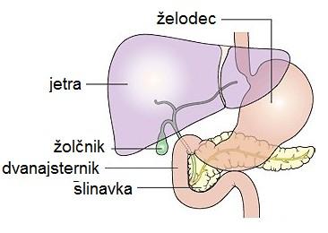 preko skupnega voda, poleg tega so tu tudi žleze v steni, ki prav tako izločajo encime *tešče črevo (jejunum) najdaljše, izloča prebavne sokove *vito črevo (ileum) prebava,