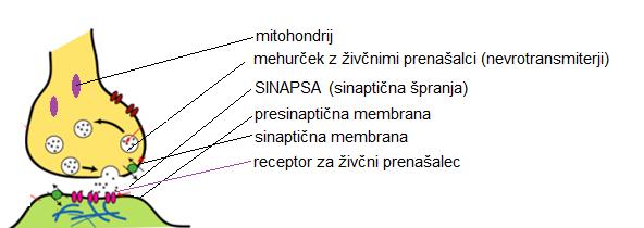 somatski -oživčuje prečnoprogaste mišice -zavedno -središča v velikih možganih 2. avtonomni (drobovni, visceralni, vegetativni,.