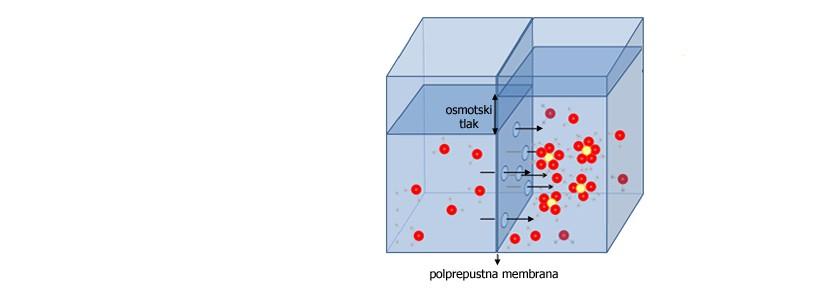 nenabite molekule) -skozi kanal (ioni (zaradi hidracijskega ovoja), večje nabite in velike molekule (aminokisline, monosaharidi,..) -ne gredo (škrob, celuloza,.