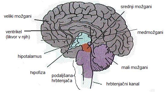 1 + 2 + 3 = možgansko deblo ( zmešana sivina in belina) v katerem je mrežasta tvorba (filter informacij) = retikularna formacija omogoči, da se v danem trenutku, ko nas bombardira ogromno informacij,