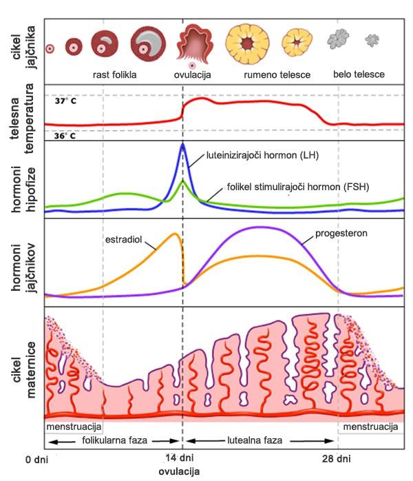 MENSTRUALNI CIKEL Folikel stimulitajoči hormon (FSH) sproži razvoj več primarnih foliklov (mehurčkov, v katerih je primarna oocita).