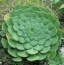 Aeonium večja kot je stopnja