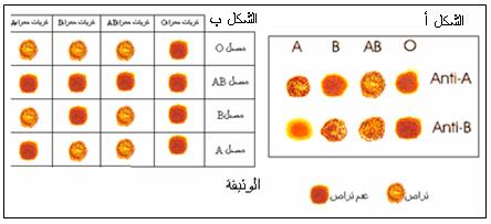 1 مو شرات الزمر الدموية ا الزمر الدموية ABO تحتوي الكريات الحمراء : ABO و الريزوس Rhésus على مو شرات ا خرى تميز الزمر في نظامي ندرس هذه المو شرات.