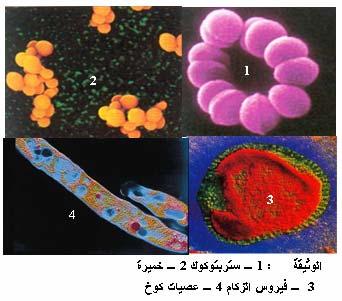 نشاط : معتمدا على معارفك المكتسبة في الدراسات والنشاطات السابقة وباستغلال صور الوثيقة (17) قدم تعريفا لمفهوم اللاذات.