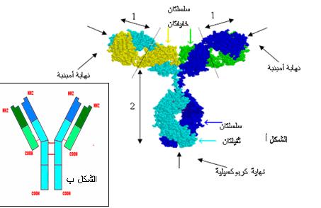 بنية الا جسام المضادة ( 4 ( تمثل الوثيقة (ا ) الشكل البنية الفراغية لجسم مضاد ما خوذ من برنامج راستوب بينما الشكل (ب) فيمثل رسم تخطيطي للجسم المضاد.