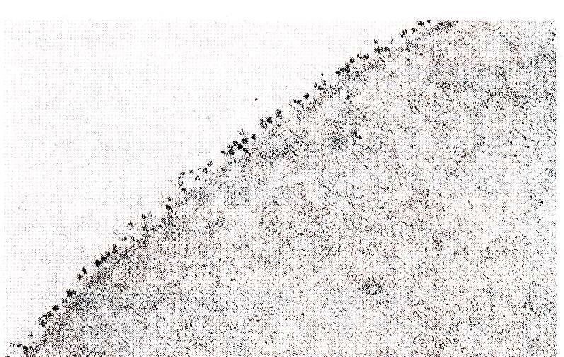 للعضوية القدرة على التمييز بين ما هو ينتمي ا ليها ) الذات ( وما هو غريب عنها (اللاذات) - فما هي الدعامة الجزيي ية لكل منهما وكيف تميز العضوية بين الذات و اللاذات.