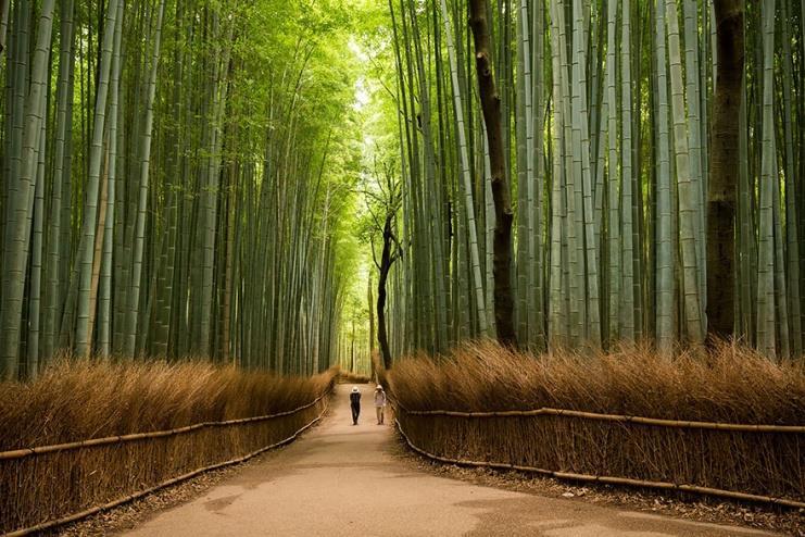 Day 10 Δευτέρα 29 Οκτ : KYOTO /NARA (B/D) Hotel -> Arashiyama Bamboo -> Togetsukyo Bridge ->- Fushimi Inari Shrine> Todaiji Temple -> Deer Park -> Hotel Αναχωρώντας το πρωί για την ιερή πόλη Νάρα, η
