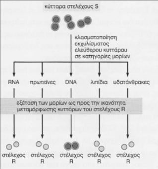 Πείραμα Griffith β. Πείραμα Avery,MacCleod, Mc Carty Γ. Σε ποιο από τα παρακάτω πειράματα η μετατροπή των S βακτηρίων σε R πραγματοποιείται μέσα σε δοκιμαστικό σωλήνα (in vitro) ; α.