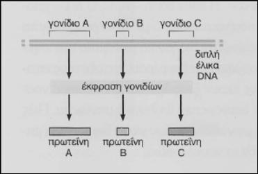 Ποια διαδικασία του σχήματος αφορά την παραγωγή πρωτεΐνης με τη βοήθεια ενός μορίου RNA α. Αντιγραφή β. Μεταγραφή γ. Μετάφραση 2.2.2. Α. Ποιο από τα παρακάτω σχήματα δείχνει σωστά την πορεία της γενετικής πληροφορίας α.