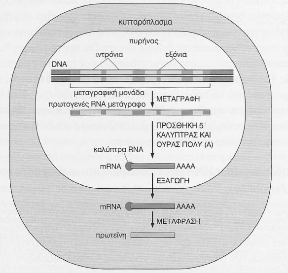 2.3.5. 2.3.6. Α. Σε ποιο από τα δύο κύτταρα η μεταγραφή και η μετάφραση πραγματοποιούνται ταυτόχρονα στο κυτταρόπλασμα ; α. Ευκαρυωτικό β. Προκαρυωτικό Β.