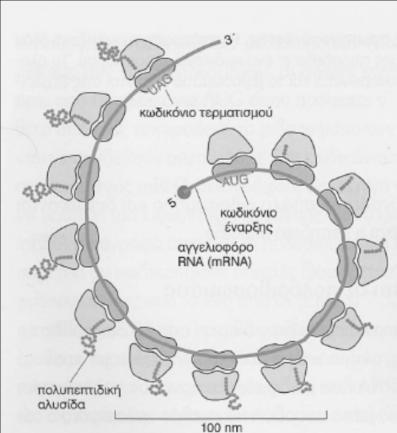 Γ. Μπορούμε να ισχυριστούμε ότι τα μόρια mrna-a, mrna-b και mrna-γ είναι κινητά αντίγραφα των γονιδίων Α, Β και Γ αντίστοιχα ; α. Ναι β. Όχι Δ.