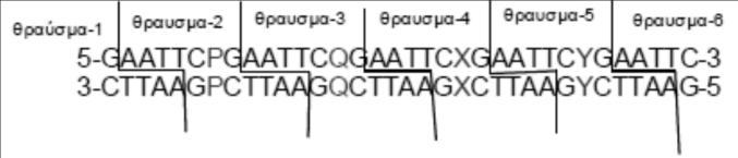 δ.να περιγράψετε χωρίς σχήμα πως μπορούμε να κλωνοποιήσουμε το ανασυνδυασμένο πλασμίδιο. 4.1.9.Εφαρμογή.