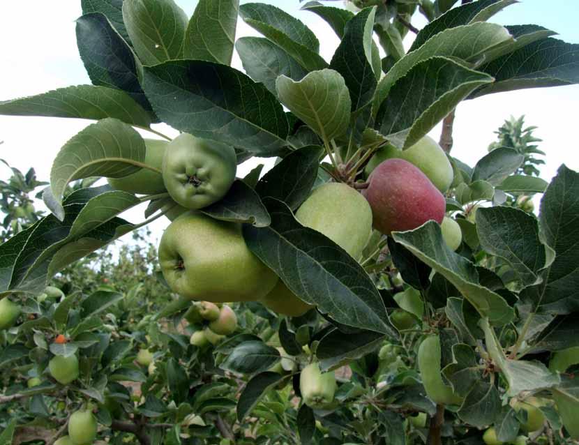 שנה טובה ירחון לנושאי גידולי שדה מיכון והנדסה בחקלאות סיכום מבחני