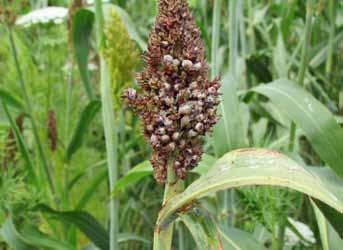 גד"ש איור 2 ריקמת תפטיר לבנה של הפטריה Claviceps Africana )sphacelia( על מכבד סורגום. ומסיבה זו הופסק גידולו של הצמח כמרכיב בגידולי המספוא בארץ.