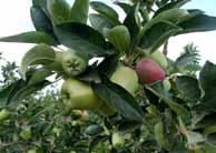il עורכת: מיכל צוריאל דוא"ל: michal@shi-vuk.co.