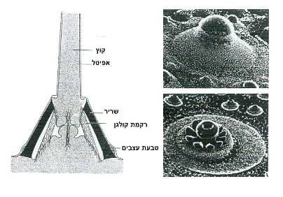 Echinoderms - Strange is their middle name * מלפפוני- םי יעקב דפני - PDF  Free Download