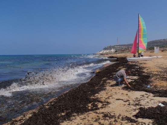 שנסחפו לחוף היו כל כך גדולות שגם הטלביזיה הישראלית באה לצלם אותו. מאז התמתנה האוכלוסיה, אבל הוא עדיין מצוי בעומק )33, 32(. הזרחנית התכולה גם היא מין פולש שהגיע לכאן מים סוף.