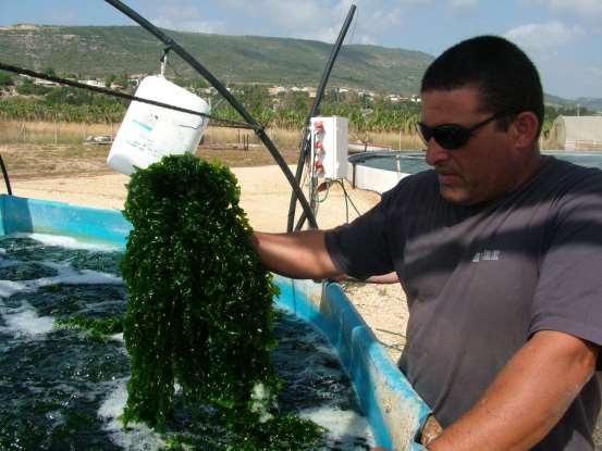 אותו. שלוחית אזמלנית prolifera( )Caulerpa שהיתה נפוצה בעבר גם בתחום הכרית כמעט ונעלמה מהמים הרדודים וכיום מצויה בעיקר בעומק הים.