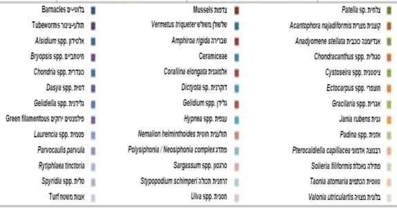 מסוף העשור הקודם ועד לכתיבת שורות אלה מראה תכנית הניטור שמין זה נכחד לחלוטין לאורך החוף הישראלי, גם באזורים בהם היה הכרכוב חי ומשגשג בשנות התשעים )לדוגמא, הבונים ושדות ים(.