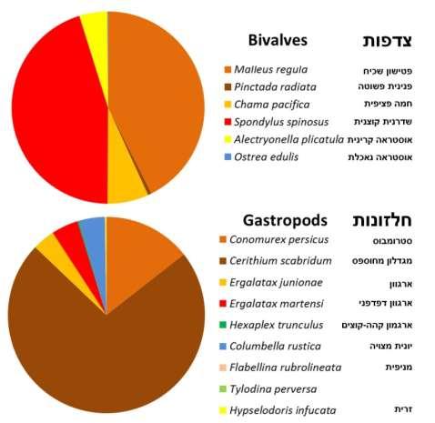 איור 9. השכיחות היחסית של מיני צדפות וחלזונות על רכסי הכורכר במפרץ חיפה וראש כרמל בעומקים שבין 6 34 מטר. כל המינים בצבעים החמים )אדומים, חומים וכתומים( הם מינים פולשים.