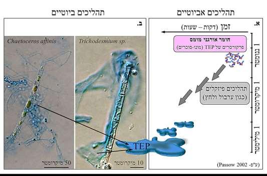 איור 0. דרכים להיווצרות של TEP במערכת הימית : )א( אביוטית, )ב( ביוטית )ע"פ 2(. סוג הסוכר, יחסי פחמן:חנקן וממדיהם של אותן הפרשות של רב-סוכרים משתנה בהתאם למינים שהפרישו אותם (4).