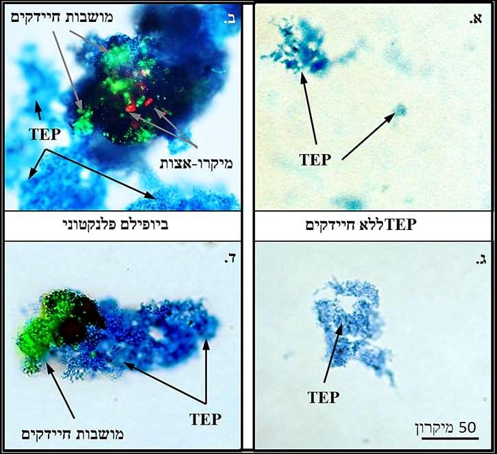 כנגד.TEP לאורך שלבי טיפול הקדם במפעלי התפלה גדולים מדדנו בריכוזי TEP ירידה של כ- % 24 )ממוצע שנתי( בלבד.
