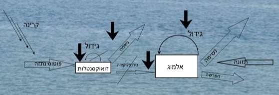 גבוהות ברקמותיו, הפחתת כמות האמוניה ופחמן דו חמצני, אספקת Mycosporine- MAAS,like amino acid חומרים דמויי חומצות אמינו המשמשים כנוגדי חימצון )0,6(. איור 2.