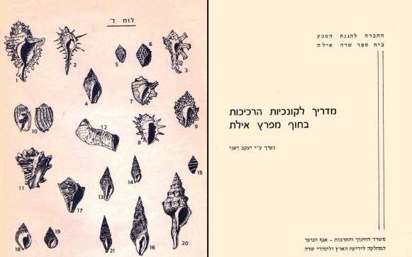 איור 0. שער ותוכן במדריך לקונכיות הרכיכות למפרץ אילת משנת )3( 0975 וכמה מילים על הרכיכות.