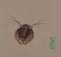 Ceriodaphnia reticulata )ג( Chydorus sphaericus Synchaeta )ח( Asplanchna brightwelli )ז( Brachionus )ו(. sp Conochilus קבוצת הגלגיליות: )ה(.
