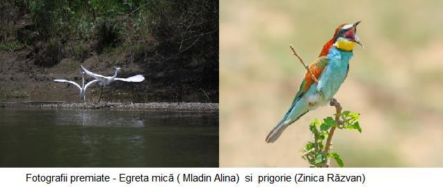 Datorită restrângerii zonelor umede din lunca inundabilă a Mureșului, în prezent unele terenuri agricole joacă un rol important în ceea ce privește locurile de hrănire pentru păsări răpitoare, berze