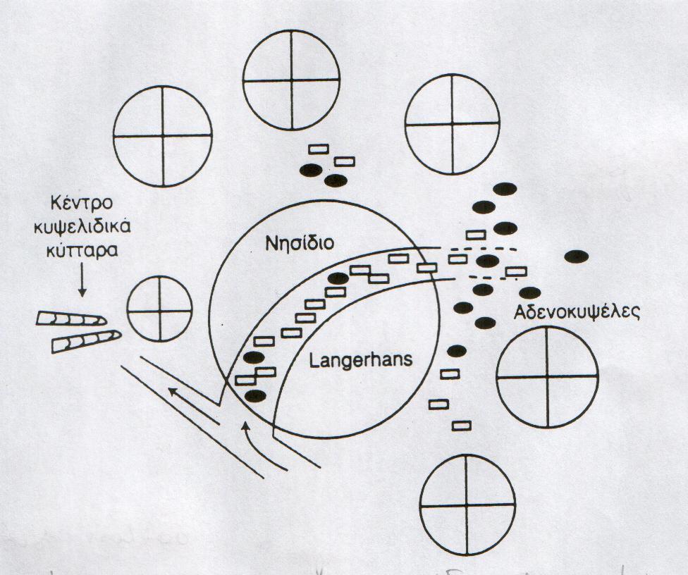 Εικόνα 1 Σχηματική παράσταση του άξονα νησίδια Langerhans αδενοκυψέλες.