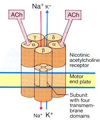 Retseptorite üldine jaotus funktsiooni ja lokalisatsiooni järgi 1. Ionotroopsed retseptorid - seotud transmembraanse ioonkanaliga, nt. GABA A -retseptor, N-kolinoretseptor, NMDA retseptor jt. 2.