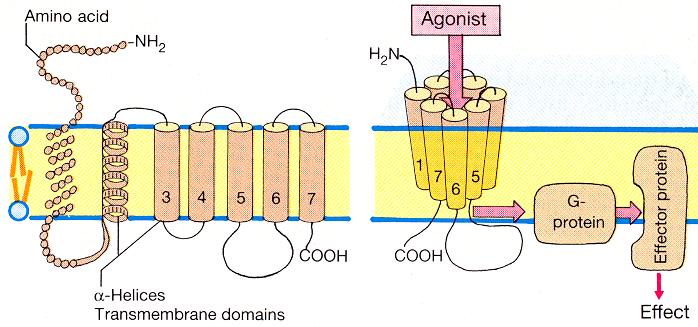 Valkude sünteesi reguleerivad retseptorid asuvad tsütoplasmas või rakutuumas, toimivad kui transkriptsiooni faktorid nt. steroidretseptorid.